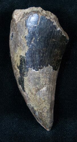 Partial T-Rex (Tyrannosaurus rex) Tooth #14850